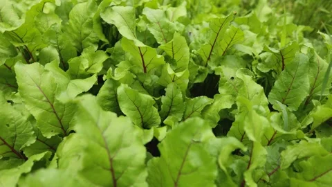 Young fresh beet leaves. Beetroot plants in a row from a close distance. Stock Footage 279462787