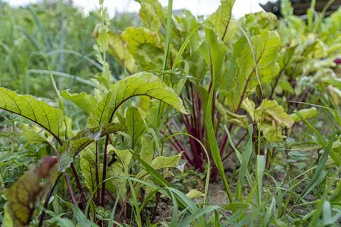 Young fresh beet leaves. Beetroot plants in a row from a close distance Stock Photos
