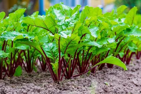 Young fresh beet leaves. Beetroot plants in a row from a close distance Yo... Stock Photos