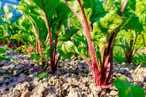 Young fresh beet leaves. Beetroot plants in a row close-up Young fresh bee... Foto stock