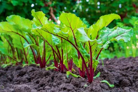 Young fresh beet leaves. Beetroot plants in a row from a close distance Yo... Foto stock