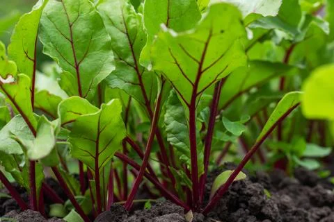 Young fresh beet leaves. Beetroot plants in a row from a close distance Stock-Fotos