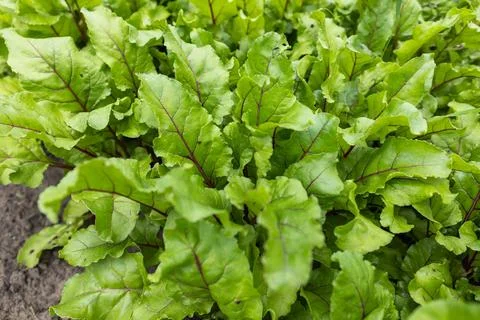 Young fresh beet leaves. Beetroot plants in a row from a close distance 스톡 사진