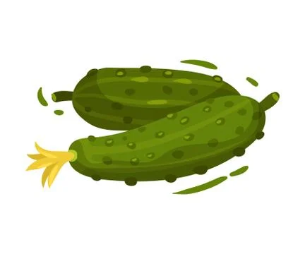 Young fresh cucumbers. Vector illustration on white background. Stock Illustration