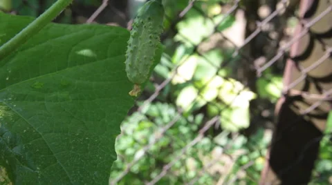 Young fresh cucumbers, vine, blooming plant, vegetable garden, organic Stock Footage 52607611