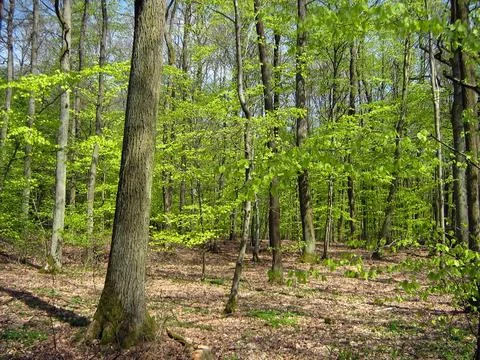Young fresh forest with thin trees. Natural heritage of the environment Stock Photos