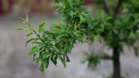Young fresh green foliage of a cherry tree. Stock Footage 131801802