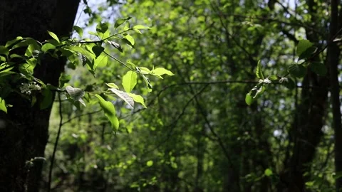 Young fresh green leaves on a tree branch glow from the sun's rays Stock Footage 154690397