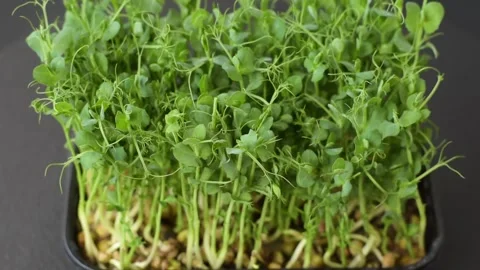 Young fresh green pea microgreen sprouts in plastic box Vídeo Stock 297612237