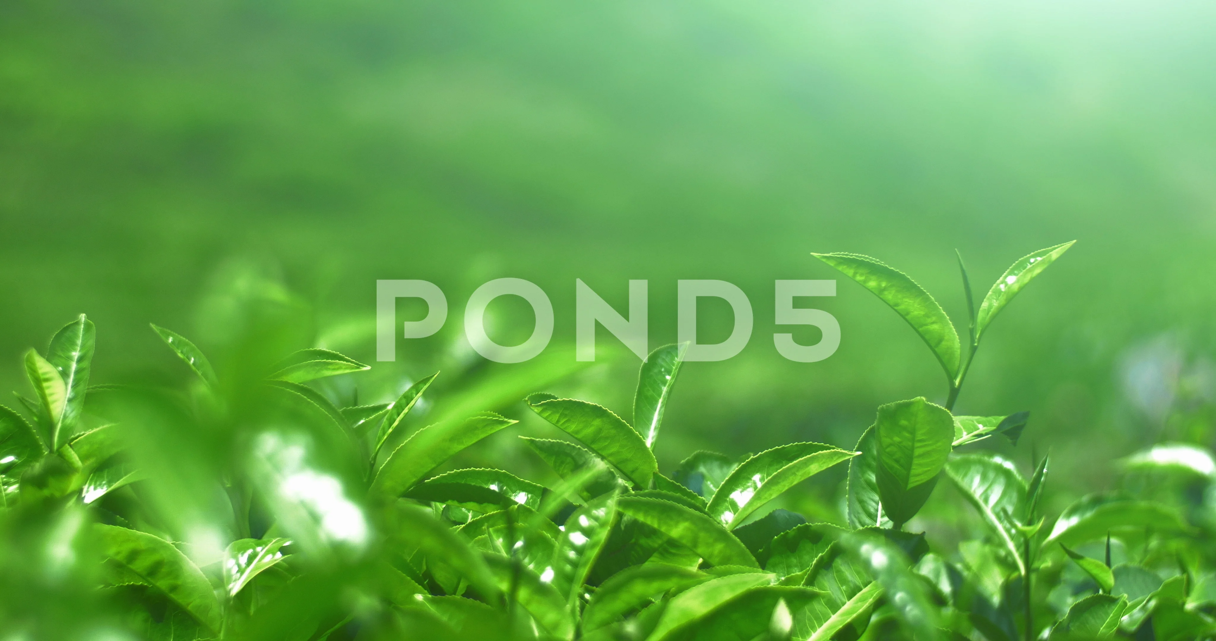 Young fresh green tea leaves move on win... | Stock Video | Pond5