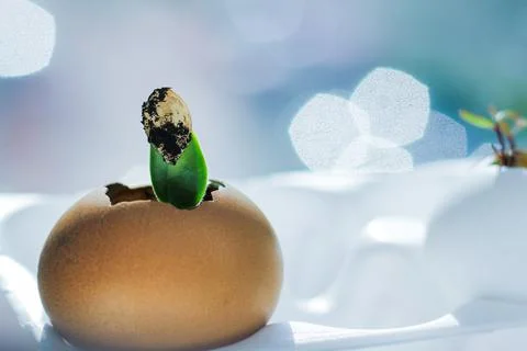 Young fresh greens in a egg shell 스톡 사진