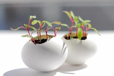 Young fresh greens in a egg shell Fotos de archivo
