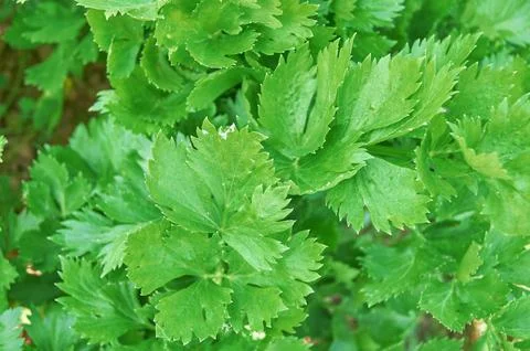 Young fresh leaf celery. organic farming. Stock Photos
