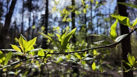 Young fresh leaves in a spring park. Slowmotion 스톡 동영상 320563349