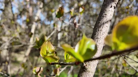 Young fresh leaves in a spring park. Slowmotion Vidéo 320563365