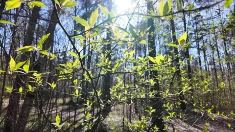 Young fresh leaves in a spring park. Slowmotion Vidéo 320563409