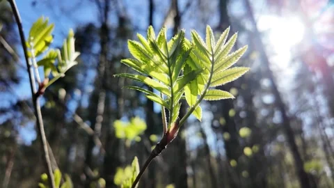 Young fresh leaves in a spring park. Slowmotion 스톡 동영상 320563449
