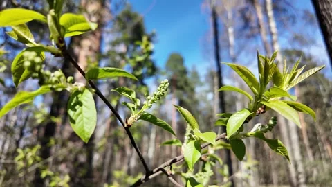Young fresh leaves in a spring park. Slowmotion 스톡 동영상 320563484
