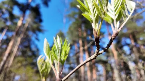 Young fresh leaves in a spring park. Slowmotion 스톡 동영상 320563487