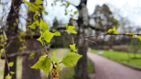 Young fresh leaves in a spring park. Slowmotion 스톡 동영상 320563502