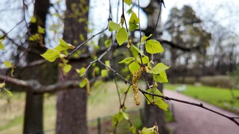 Young fresh leaves in a spring park. Slowmotion Vídeos de archivo 320563516