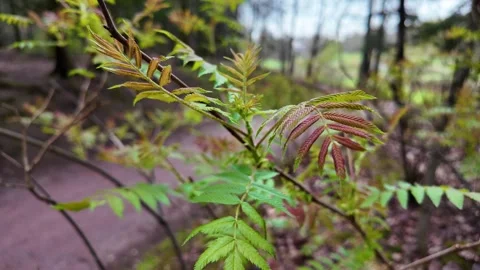 Young fresh leaves in a spring park. Slowmotion Stock Footage 320563552