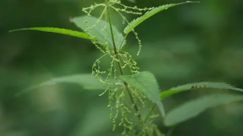 Young fresh nettle sprouts on green grass background  Video stock 340321365