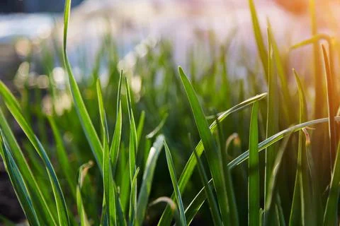 Young fresh onion background. Spring plants at sunset. Natural oraganic plants Stock Photos
