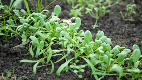 Young fresh organic spinach plants in a greenhouse. Growing microgreens. Stock Footage 153462151