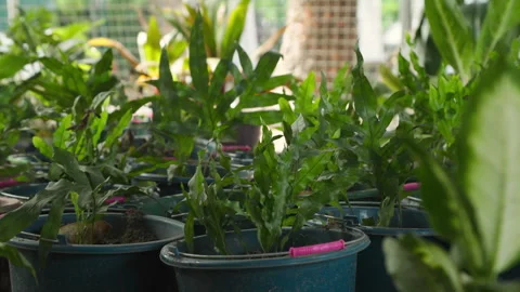 Young fresh potted plants growing in nursery Video stock 346105800