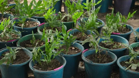 Young fresh potted plants growing in nursery 動画素材 346105827