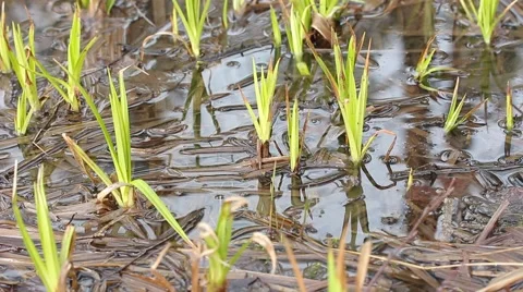 Young fresh spring grass grows on marsh tussock. Water swaying in the wind Stock Footage 49607030