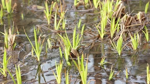 Young fresh spring grass grows on marsh tussock 스톡 동영상 50154967