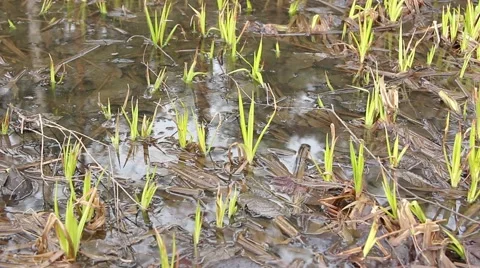 Young fresh spring grass grows on marsh tussock Stock Footage 50154968