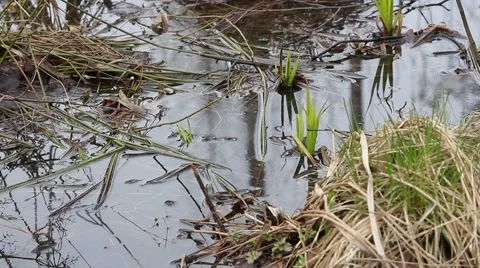 Young fresh spring grass grows on marsh tussock 스톡 동영상 50155233