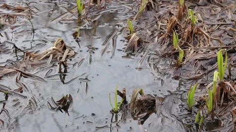 Young fresh spring grass grows on marsh tussock 스톡 동영상 50155674