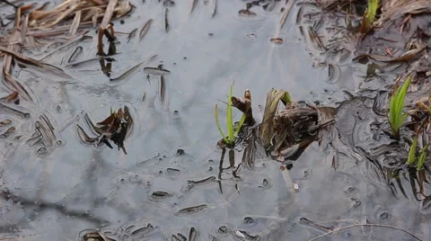 Young fresh spring grass grows on marsh tussock 스톡 동영상 50155718
