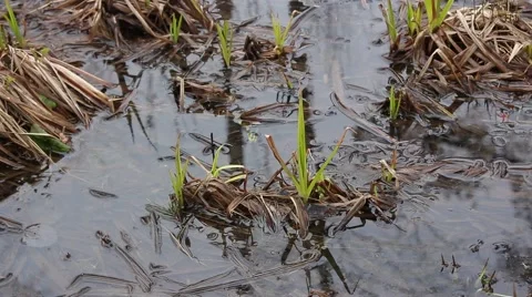 Young fresh spring grass grows on marsh tussock 스톡 동영상 50156165