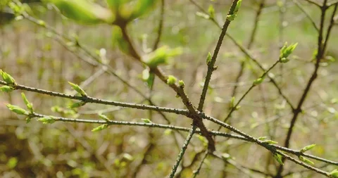 Young fresh spring leaves . Thin tree branch with fresh green leaves on nature Stock Footage 128179214
