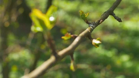 Young fresh spring leaves trembling on the wind. Thin tree branch with fresh Stock Footage 74432103