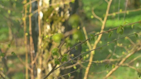Young fresh spring leaves trembling on the wind. Thin tree branch with fresh Stock Footage 74432354