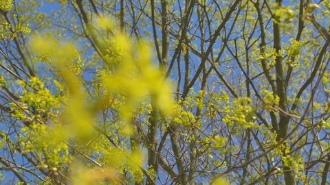Young fresh spring leaves trembling on the wind. Thin tree branch with fresh Stock Footage 74436672