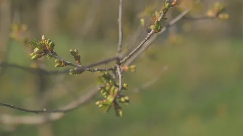 Young fresh spring leaves trembling on the wind. Thin tree branch with fresh 動画素材 74677080