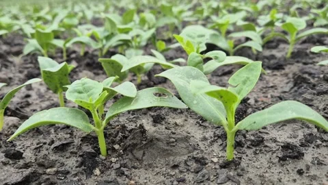 Young Fresh Vegetable Seedlings Sprouting Out Of Fertile Soil In Farm Field 库存影片 343080387