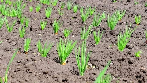 Young fresh vegetables growing on a bed in a garden plot. Video stock 171867991