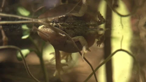 Young frog floating just below water surface showing fingers and toes Stock Footage 327849984