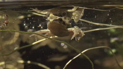 Young frog floating just below water surface showing fingers and toes Stock Footage 327849998