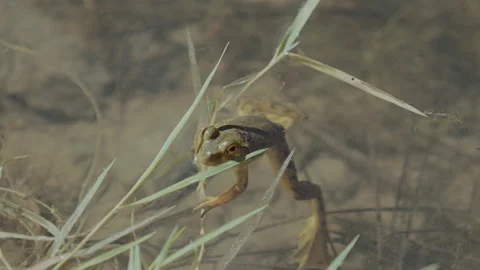 Young frog floating in shallow pond water among grass close up Stock Footage 348049650