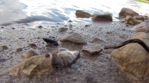 Young frog has a wave Video stock 51833479