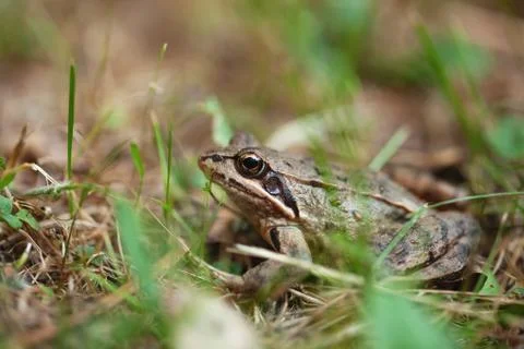 Young frog hiding in the grass Stock Photos